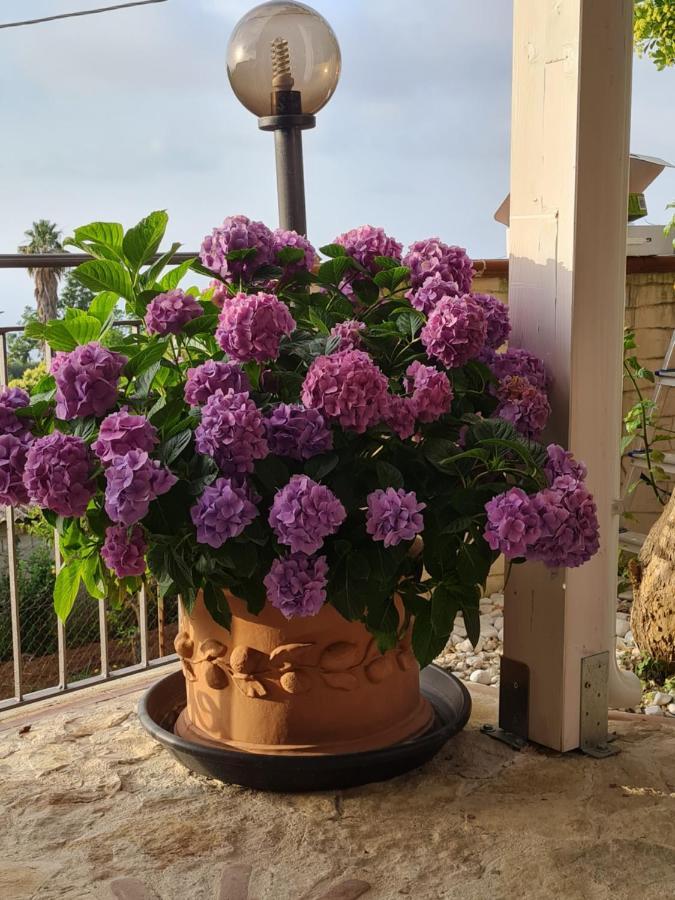 B&B La Casa Di Martina Zambrone Room photo